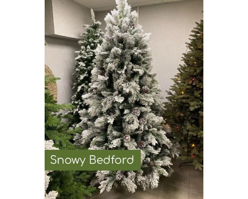 Сосна Snowy Bedford Pine