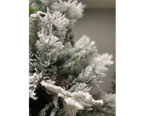 Сосна Snowy Bedford Pine